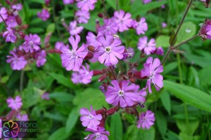 Silene dioica (1)